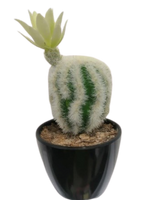 Succulent Artificial Plants (1 Set/6 Pieces)