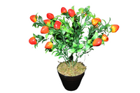 
              Plant Fruit Arrangement
            