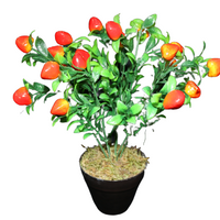 Plant Fruit Arrangement
