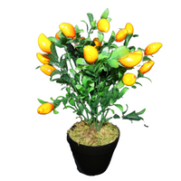 Plant Fruit Arrangement