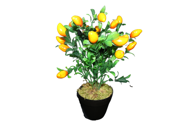 Plant Fruit Arrangement