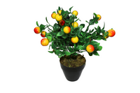 
              Plant Fruit Arrangement
            