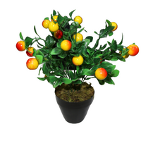Plant Fruit Arrangement