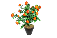 
              Plant Fruit Arrangement
            