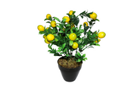 
              Plant Fruit Arrangement
            