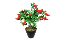 
              Plant Fruit Arrangement
            