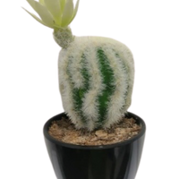 Succulent Artificial Plants (1 Set/6 Pieces)