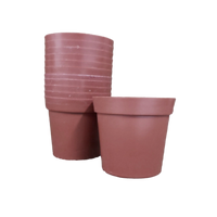 Poinsettia Vase (Pack of 12)